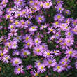 Aster dumosus 'Herbstgruß von Bresserhof': Bild 6/6