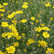 Eriophyllum lanatum: Bild 3/3