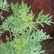 Artemisia absinthium: Bild 5/8