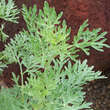 Artemisia absinthium: Bild 4/9