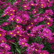 Aster n.b. 'Crimson Brocade': Bild 3/4