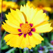 Coreopsis lanceolata 'Sterntaler': Bild 2/5
