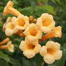 Campsis radicans 'Flava' - Jasmintrompete, Trichtertrompete