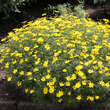 Coreopsis verticillata 'Zagreb': Bild 3/3