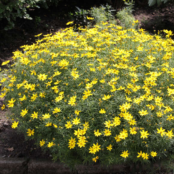 Coreopsis verticillata 'Zagreb': Bild 3/3 Coreopsis verticillata 'Zagreb': Bild 3/3
