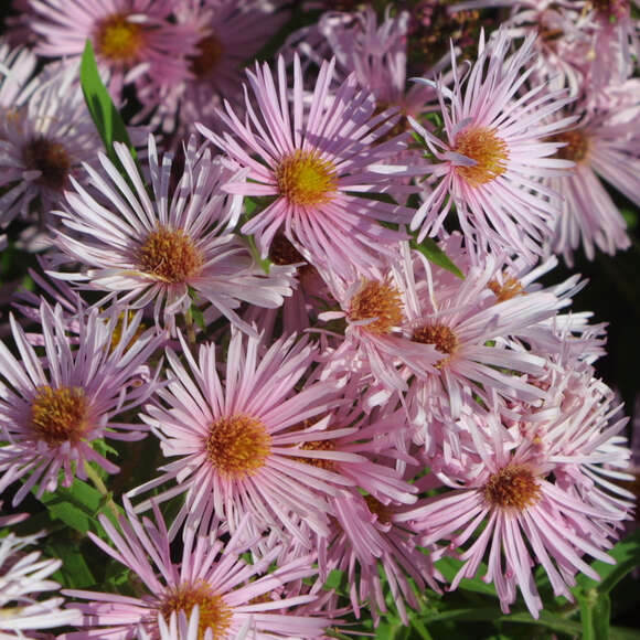 Aster n.a. 'Rosa Sieger': Bild 2/4 Aster n.a. 'Rosa Sieger': Bild 2/4
