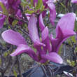 Magnolia 'Susan': Bild 5/7