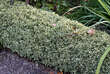 Buxus sempervirens 'Argenteovariegata': Bild 2/4