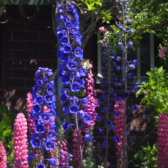 Delphinium Pacific Hybr. 'Black Knight': Bild 3/3 Delphinium Pacific Hybr. 'Black Knight': Bild 3/3