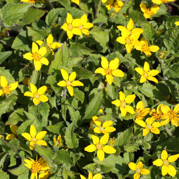 Chrysogonum virginianum: Bild 2/4 Chrysogonum virginianum: Bild 2/4