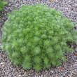 Artemisia schmidtiana 'Nana': Bild 2/3