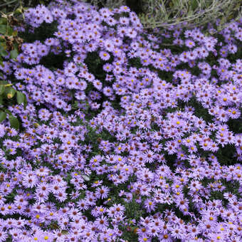 Aster dumosus 'Prof. Anton Kippenberg': Bild 3/3