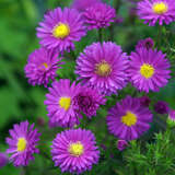 Aster novi-belgii 'Karminkuppel' - Glattblatt-Aster