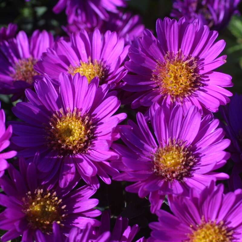 Kissenaster - Aster dumosus 'Starlight' - rot