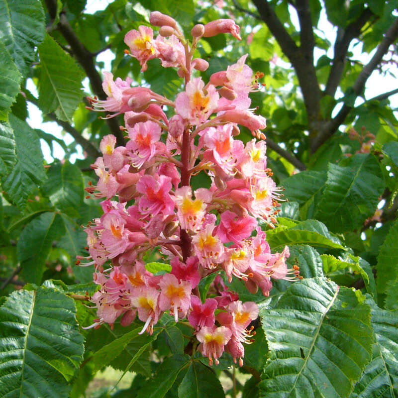 Rotblühende Kastanie Aesculus carnea 'Briotii' rot