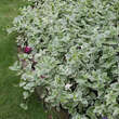 Vinca major 'Variegata': Bild 4/9