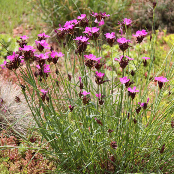 Dianthus carthusianorum: Bild 5/5 Dianthus carthusianorum: Bild 5/5