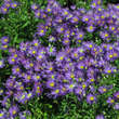 Aster amellus 'Blue King': Bild 4/4