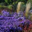 Aster dumosus 'Mittelmeer': Bild 2/6