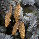 Picea pungens 'Hoopsii' - Silberfichte