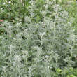 Artemisia absinthium: Bild 6/8