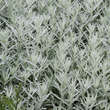 Artemisia ludoviciana'Silver Queen': Bild 3/5