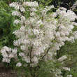 Xanthoceras sorbifolium: Bild 11/13