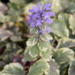 Ajuga reptans 'Burgundy Glow': Bild 2/5