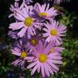 Chrysanthemum rub. 'Clara Curtis': Bild 5/5