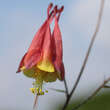 Aquilegia canadensis: Bild 2/2