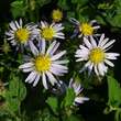 Aster ageratoides 'Asran': Bild 2/5