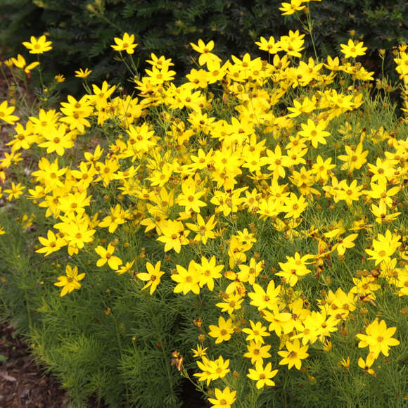 Coreopsis verticillata 'Zagreb': Bild 2/3 Coreopsis verticillata 'Zagreb': Bild 2/3
