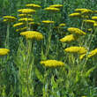 Achillea filip. 'Parker's Variety': Bild 4/4