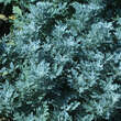 Artemisia stelleriana: Bild 4/4