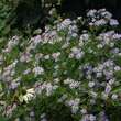 Aster ageratoides 'Asran': Bild 6/6