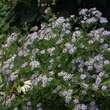 Aster ageratoides 'Asran': Bild 5/5