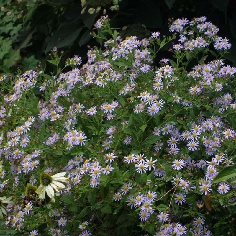 Herbstaster Aster ageratoides 'Asran' blau