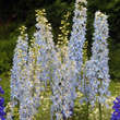 Delphinium Pacific Hybr. 'Summer Skies': Bild 4/4