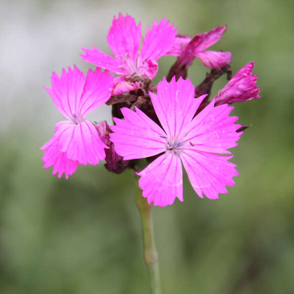 Dianthus carthusianorum: Bild 2/5 Dianthus carthusianorum: Bild 2/5