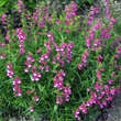 Penstemon 'Red Rocks': Bild 2/6