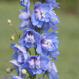 Delphinium Pacific Hybr. 'Summer Skies' - Rittersporn