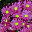 Aster n.b. 'Crimson Brocade': Bild 3/4