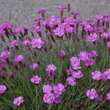 Dianthus gratianopolitanus 'Pink Jewel': Bild 2/2