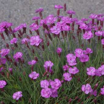 Dianthus gratianopolitanus 'Pink Jewel': Bild 2/2