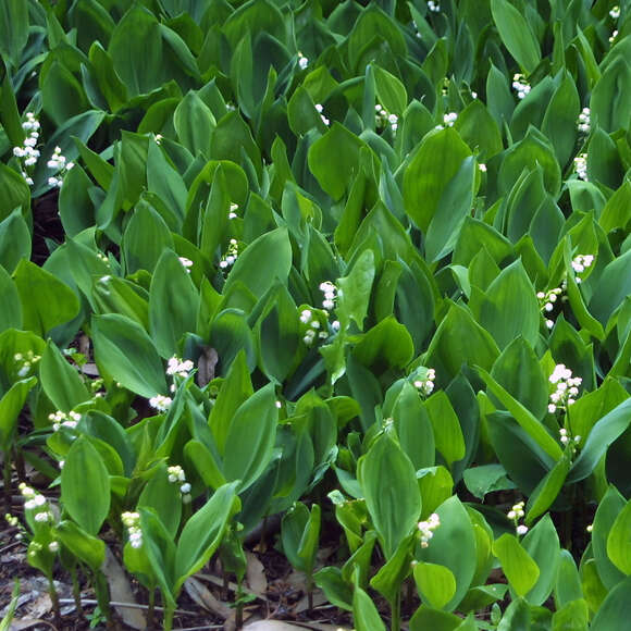 Convallaria majalis: Bild 3/5 Convallaria majalis: Bild 3/5