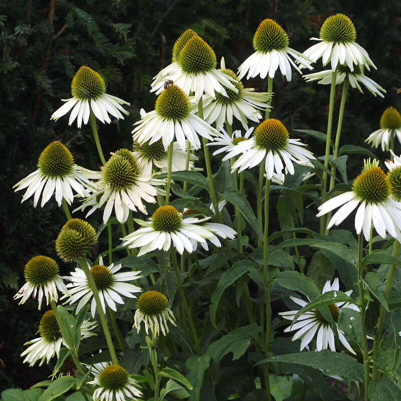 Sonnenhut - Echinacea purpurea 'Weißer Schwan' - weiß