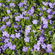 Vinca minor: Bild 2/6