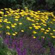 Achillea filip. 'Parker's Variety': Bild 3/4