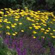 Achillea filip. 'Parker's Variety': Bild 2/3