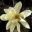 Magnolia 'Goldstar': Bild 4/9